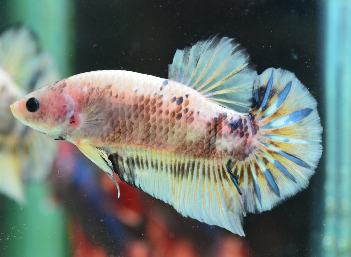 Giant Yellow Koi HMPK Male