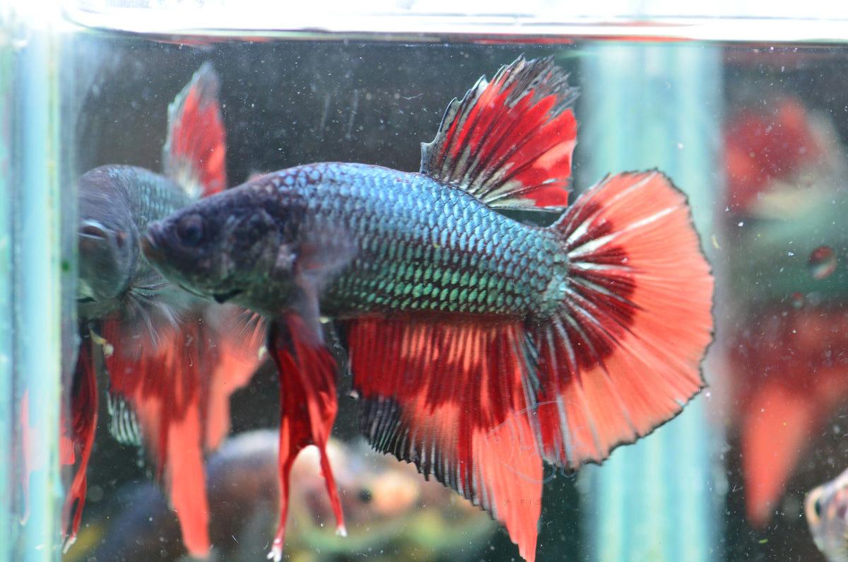 Giant Copper Nemo HMPK Male