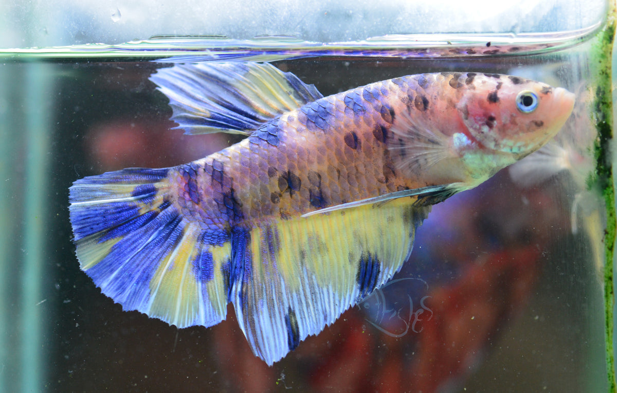 Giant Yellow Koi HMPK Male