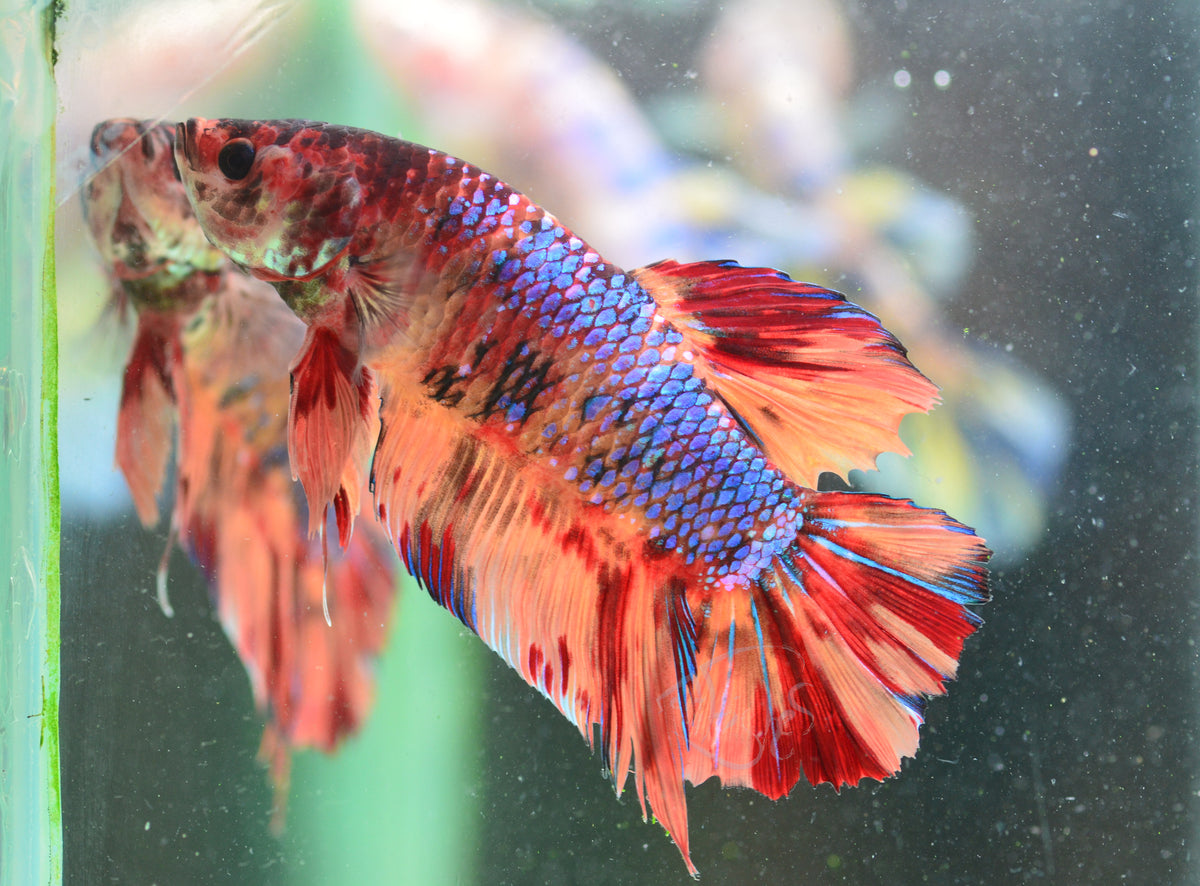 Giant Nemo Galaxy HMPK Male
