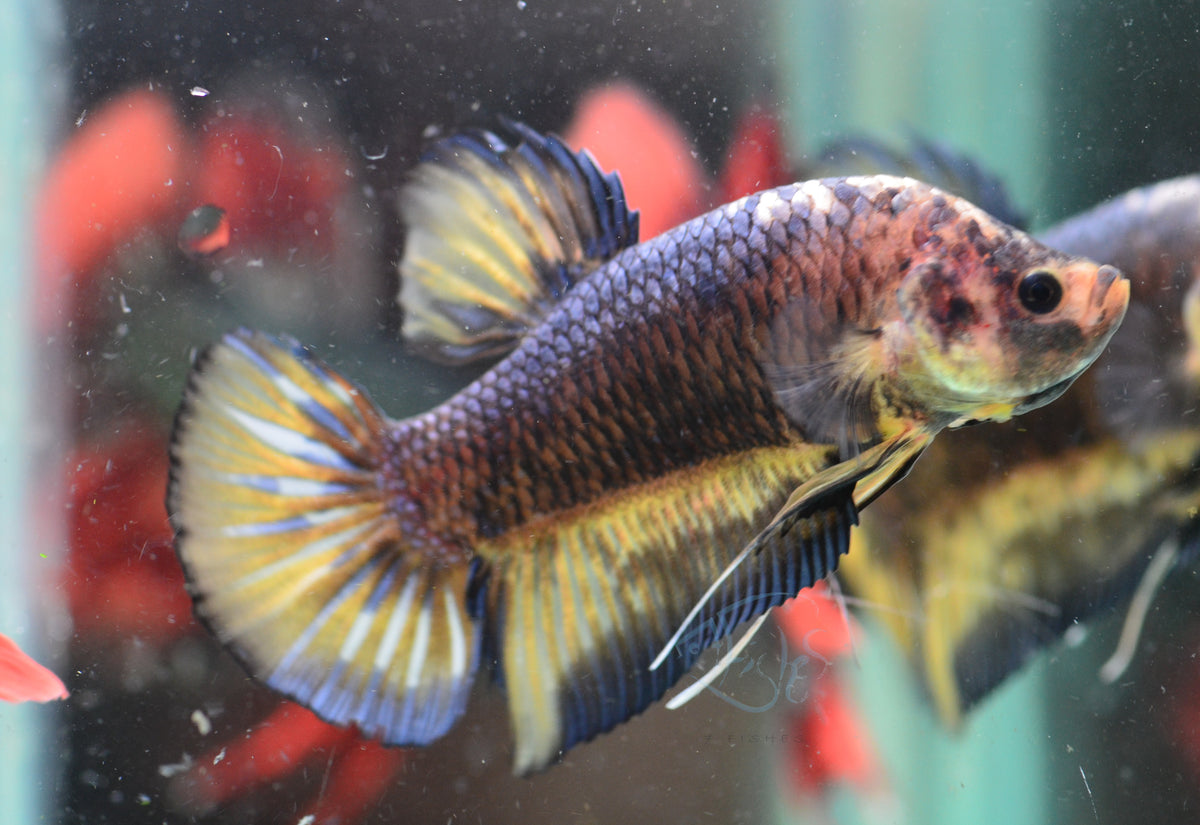 Giant Mustard HMPK Male