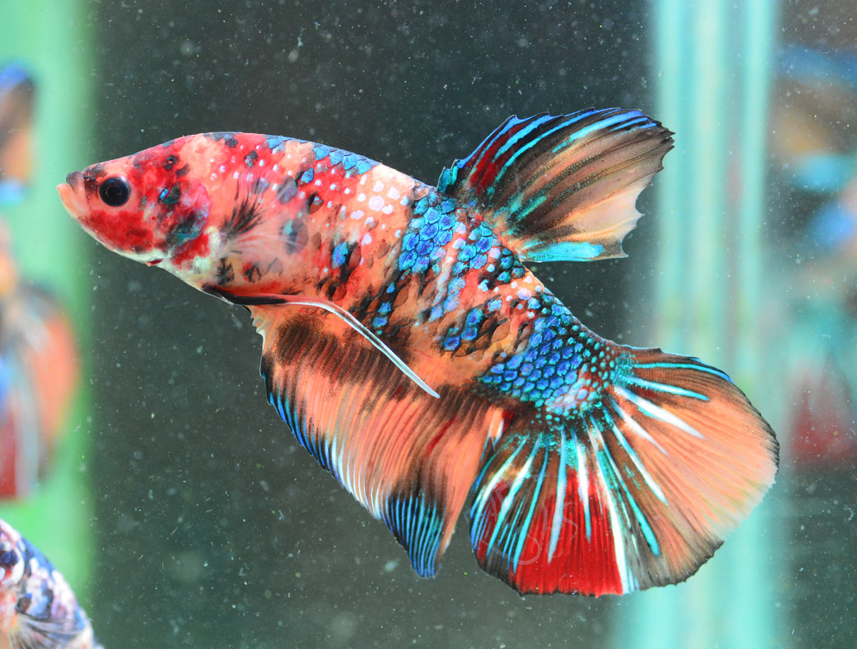 Giant Nemo HMPK Male