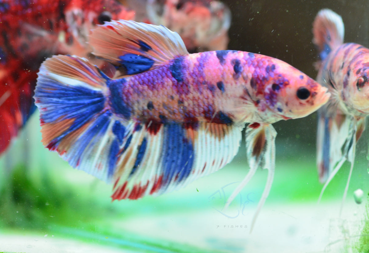Giant Multicolour HMPK Male