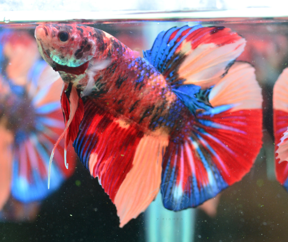Giant Nemo HMPK Male