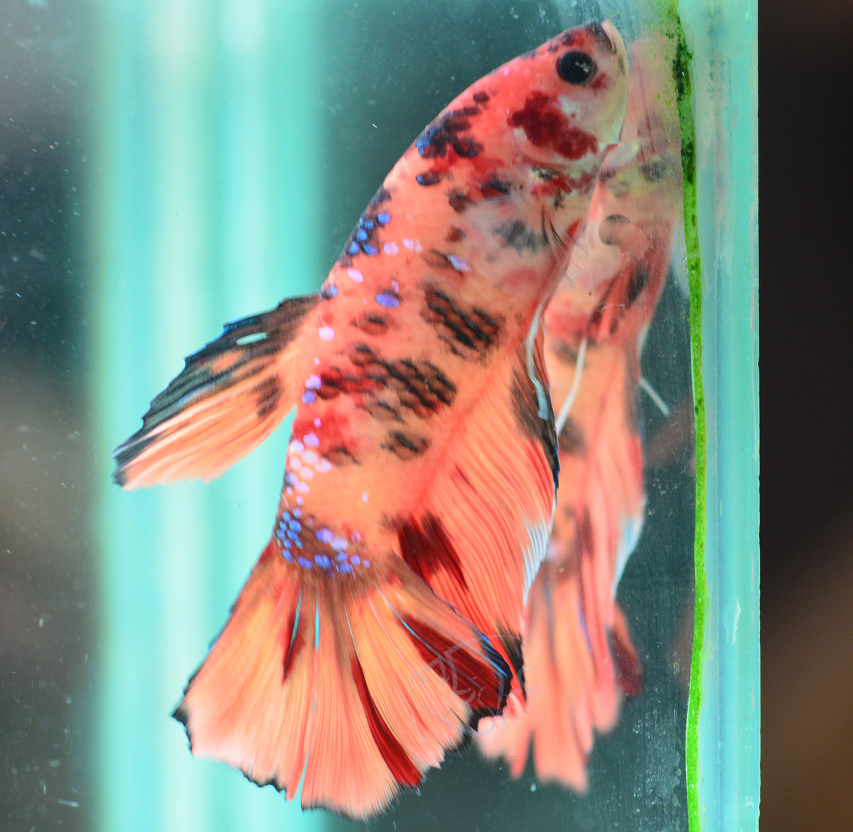 Giant Nemo HMPK Male