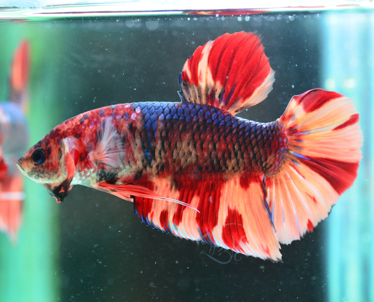 Giant Nemo HMPK Male