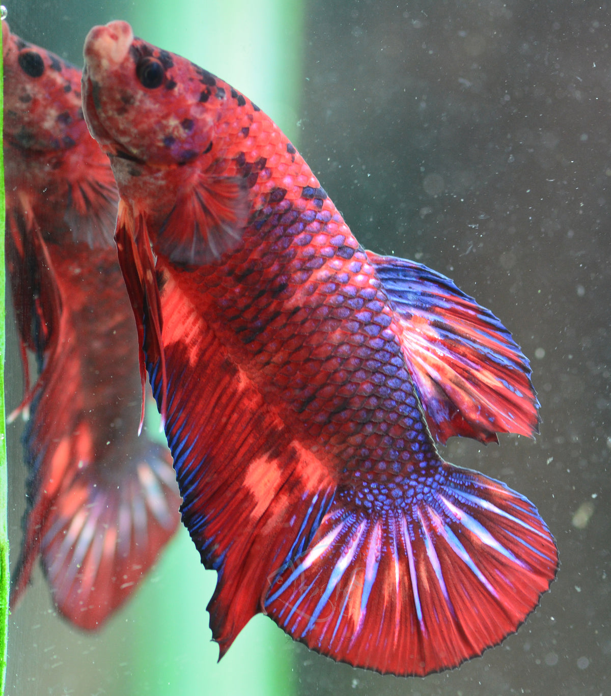 Giant Red Fancy HMPK Male