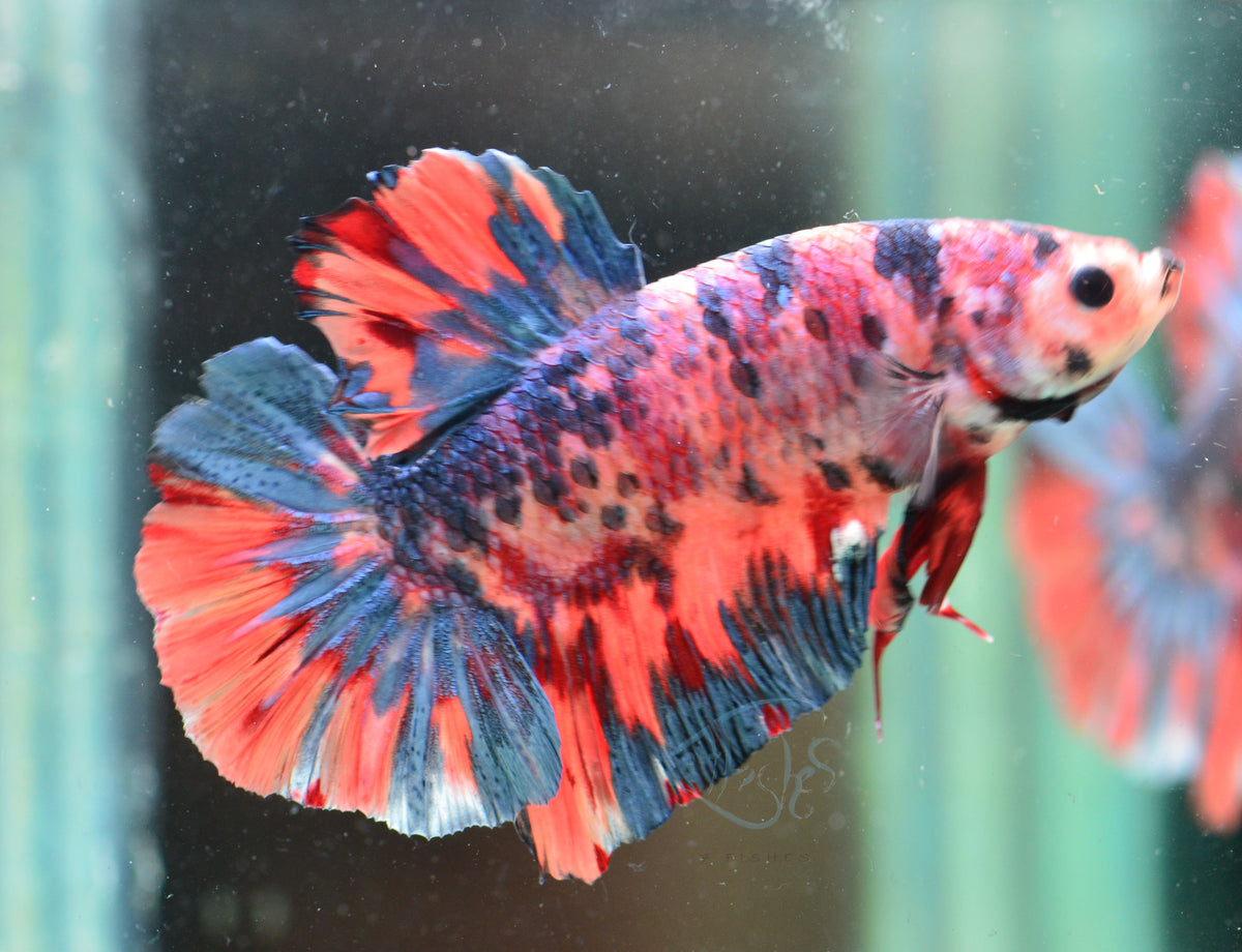Giant Steel Nemo HMPK Male