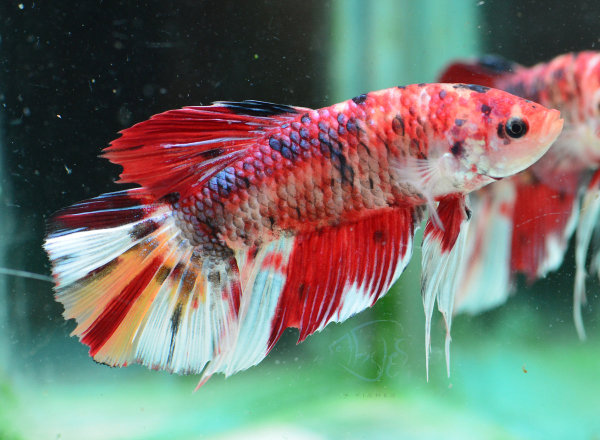 Giant Koi HMPK Male
