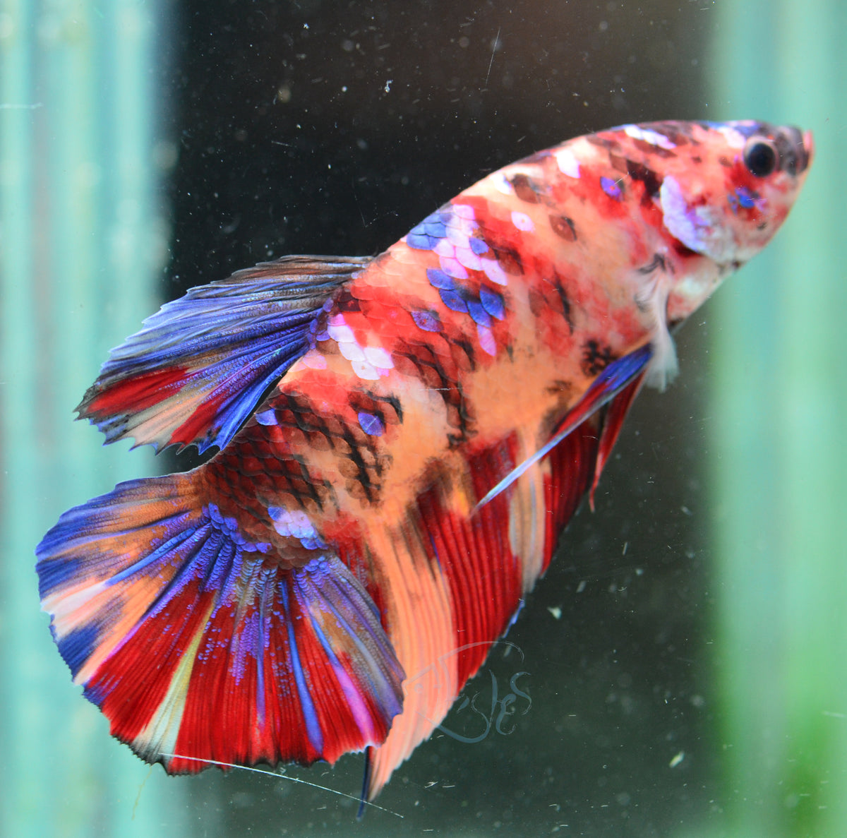 Giant Nemo HMPK Male