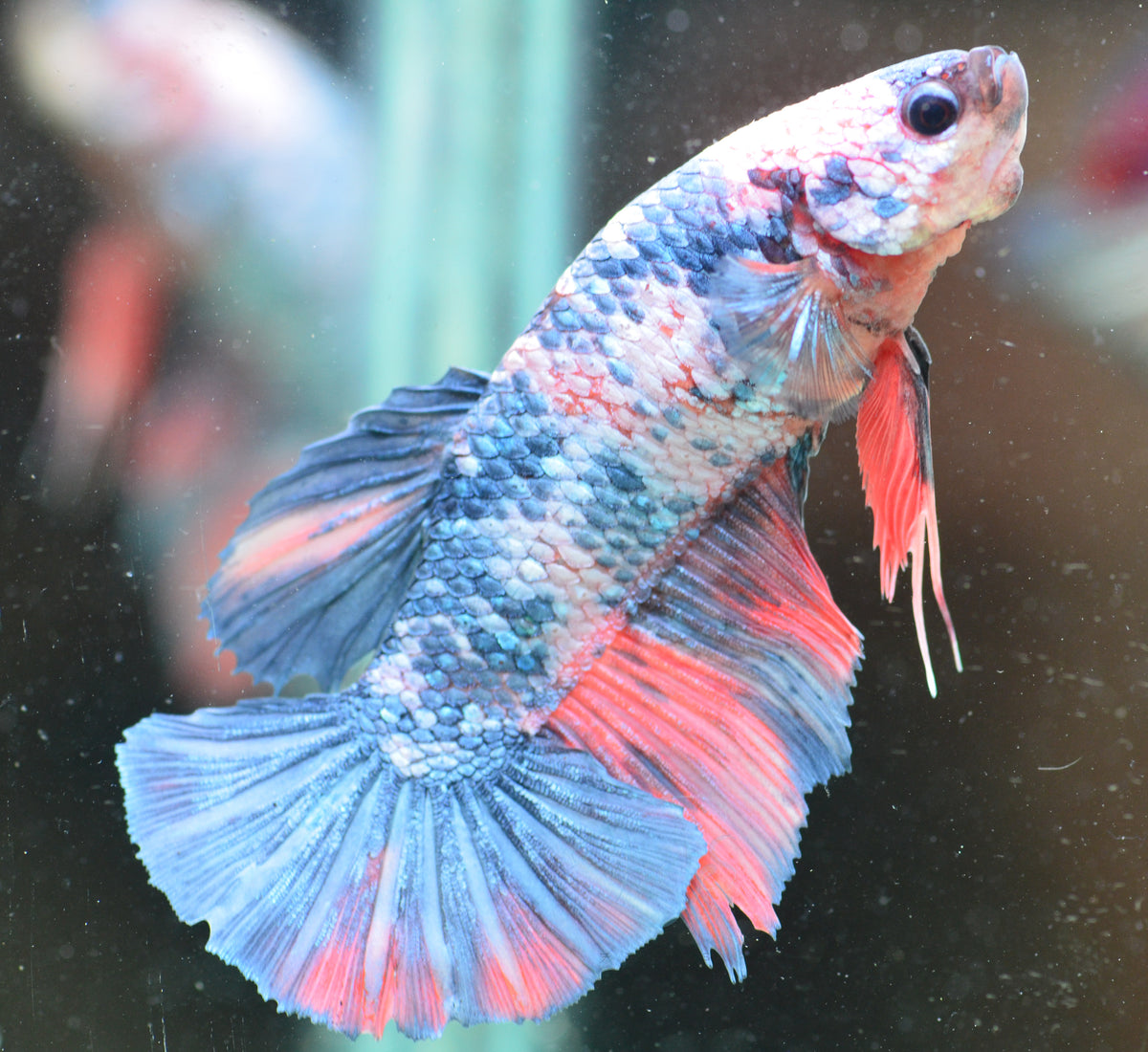 Giant Marble HMPK Male