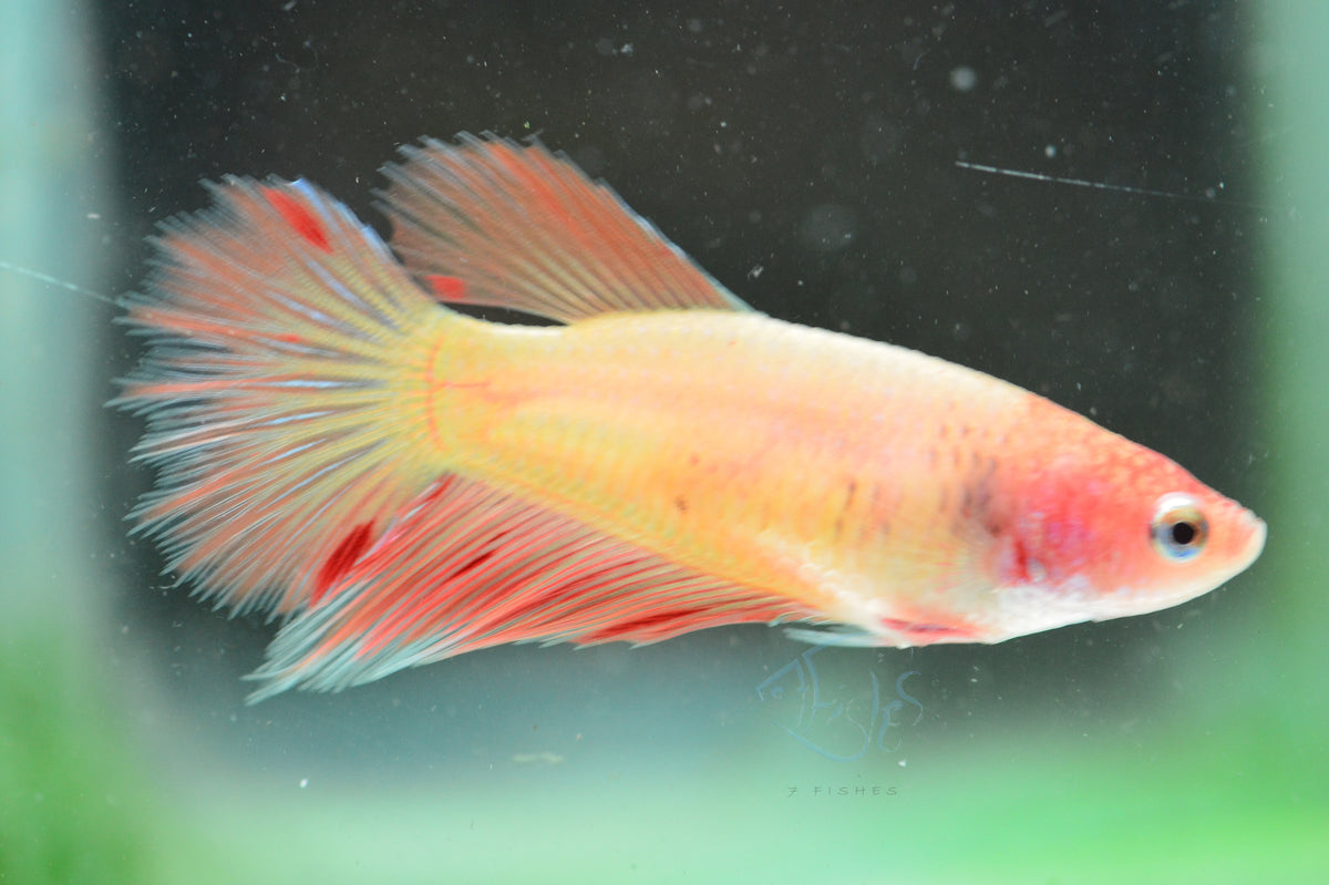 Vanda Halfmoon Female