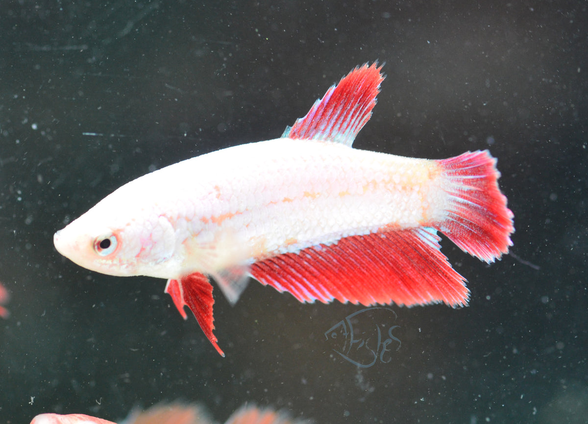 Red Purple Dragon Halfmoon Female