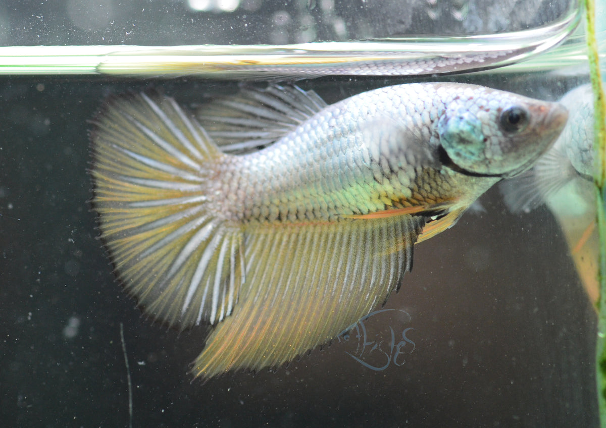 Copper Yellow Halfmoon Female