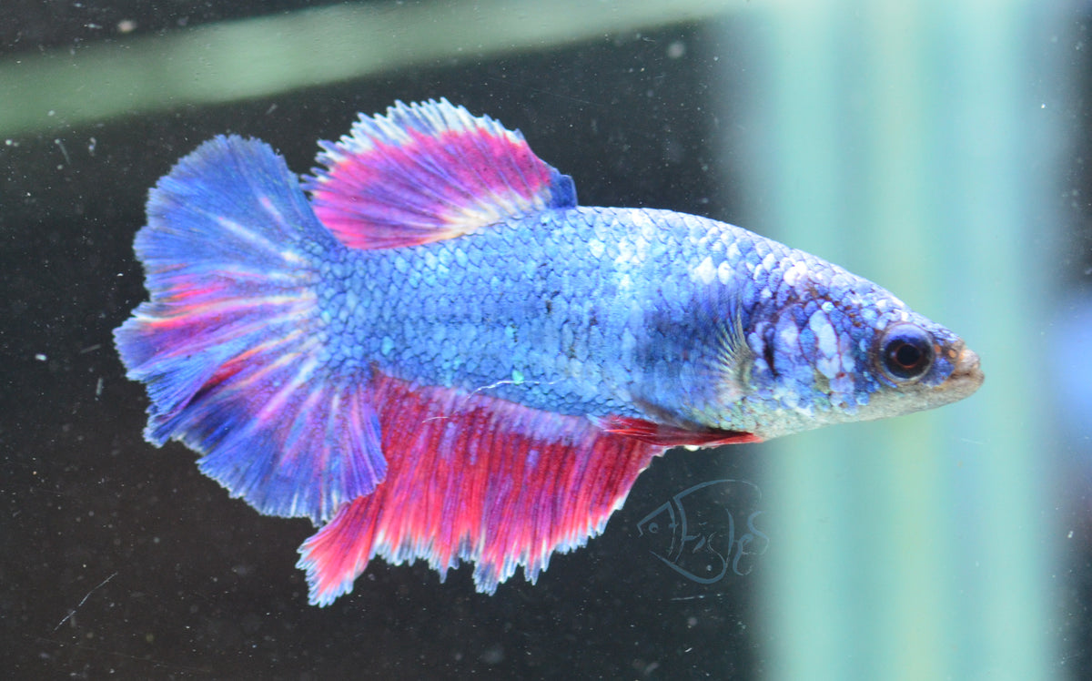 Pastel Purple Blue Halfmoon Female