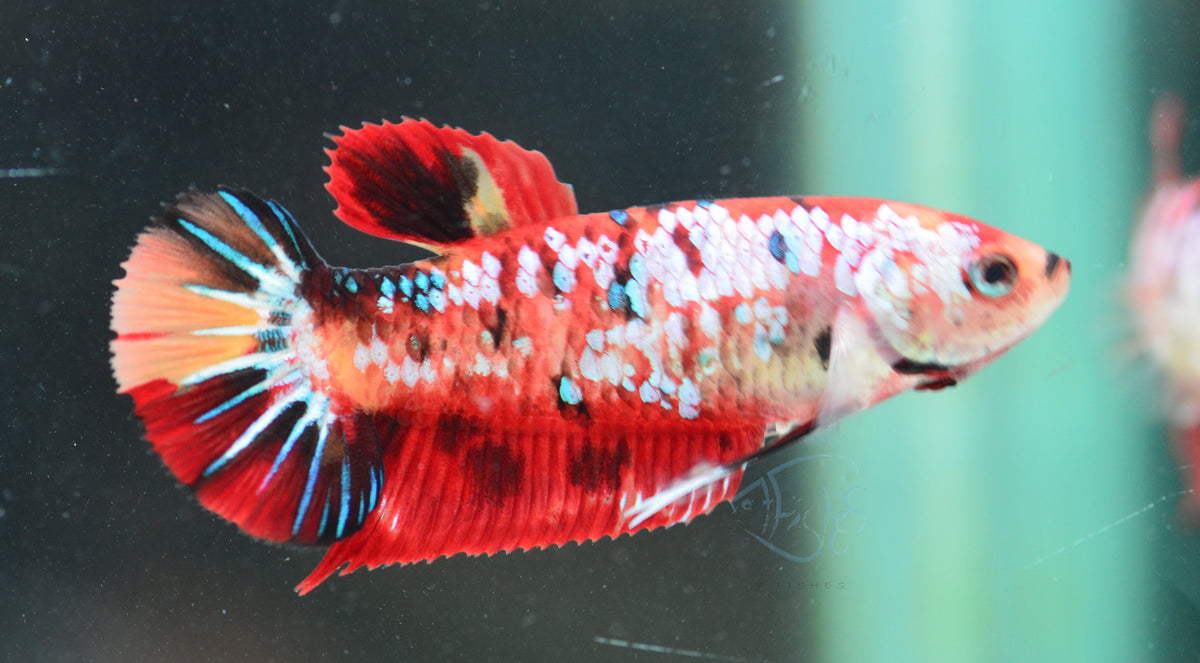 Giant Nemo HMPK Female