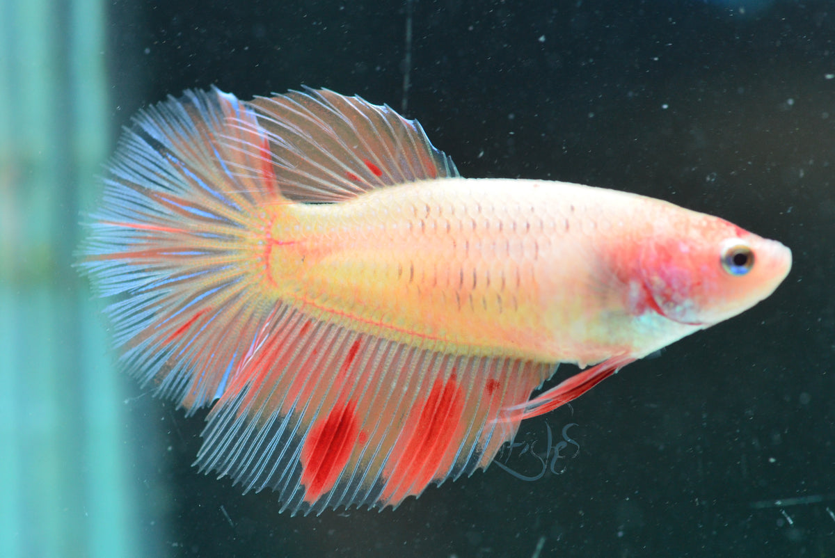 Vanda Halfmoon Female