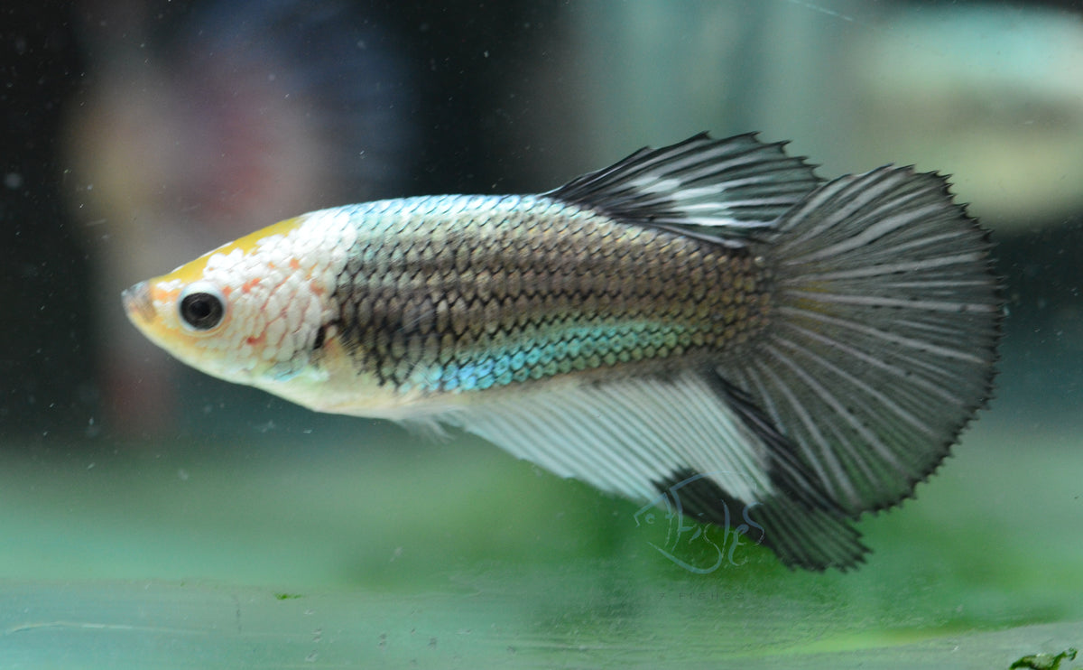 Copper Marble Halfmoon Female