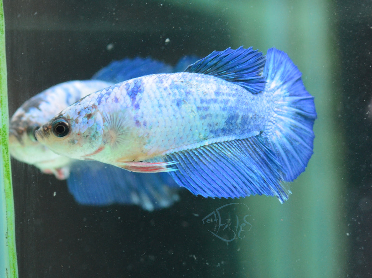 Blue Marble Halfmoon Female