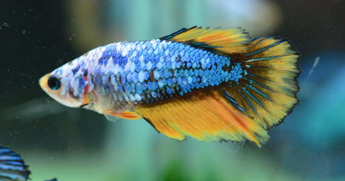 Mustard Marble Halfmoon Female