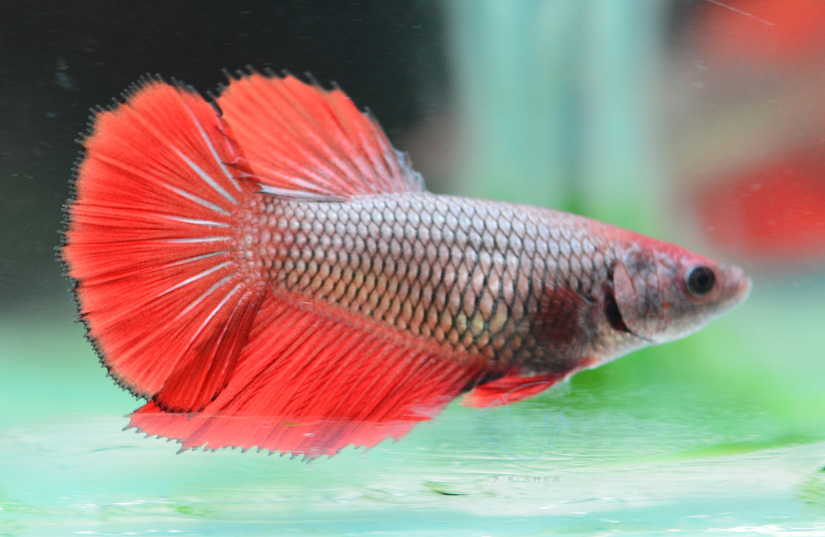 Red Pineapple Halfmoon Female