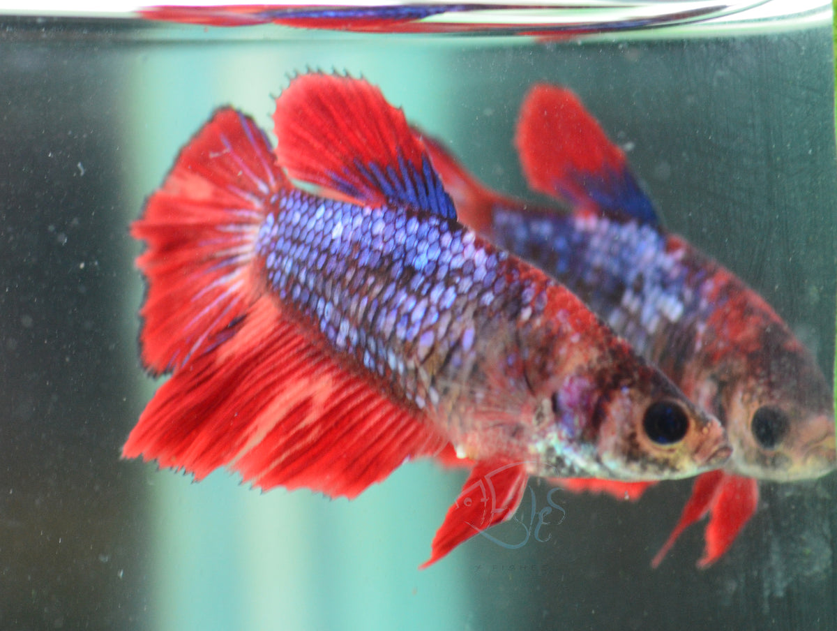 Red Fancy Halfmoon Female