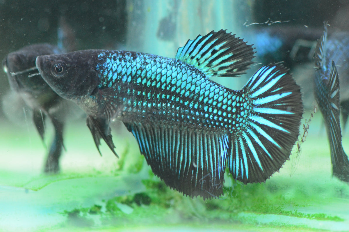 Black Turquoise Halfmoon Female