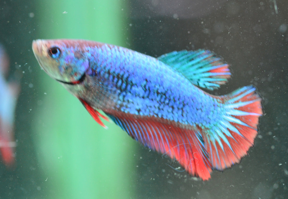 Bicolour Halfmoon Female