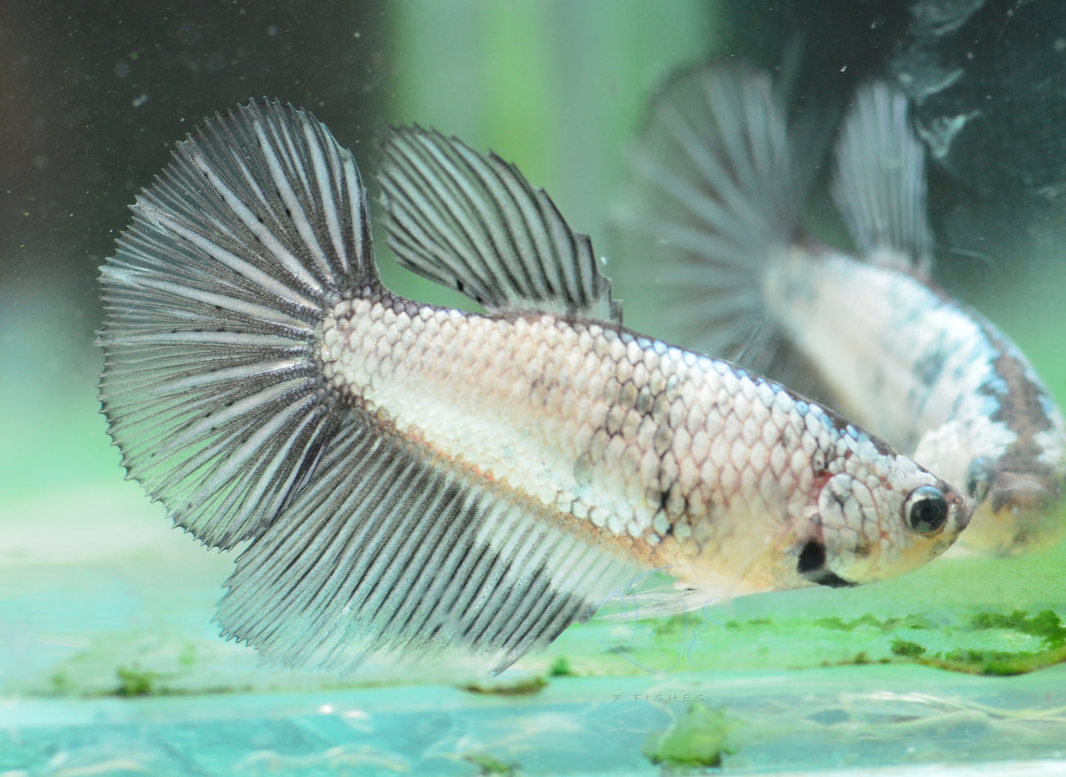 Copper Rim Halfmoon Female