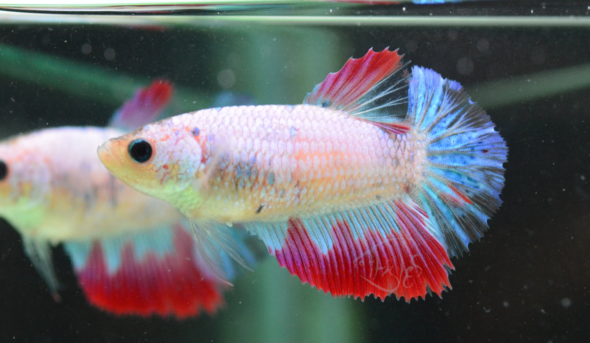 Fancy Rim Halfmoon Female