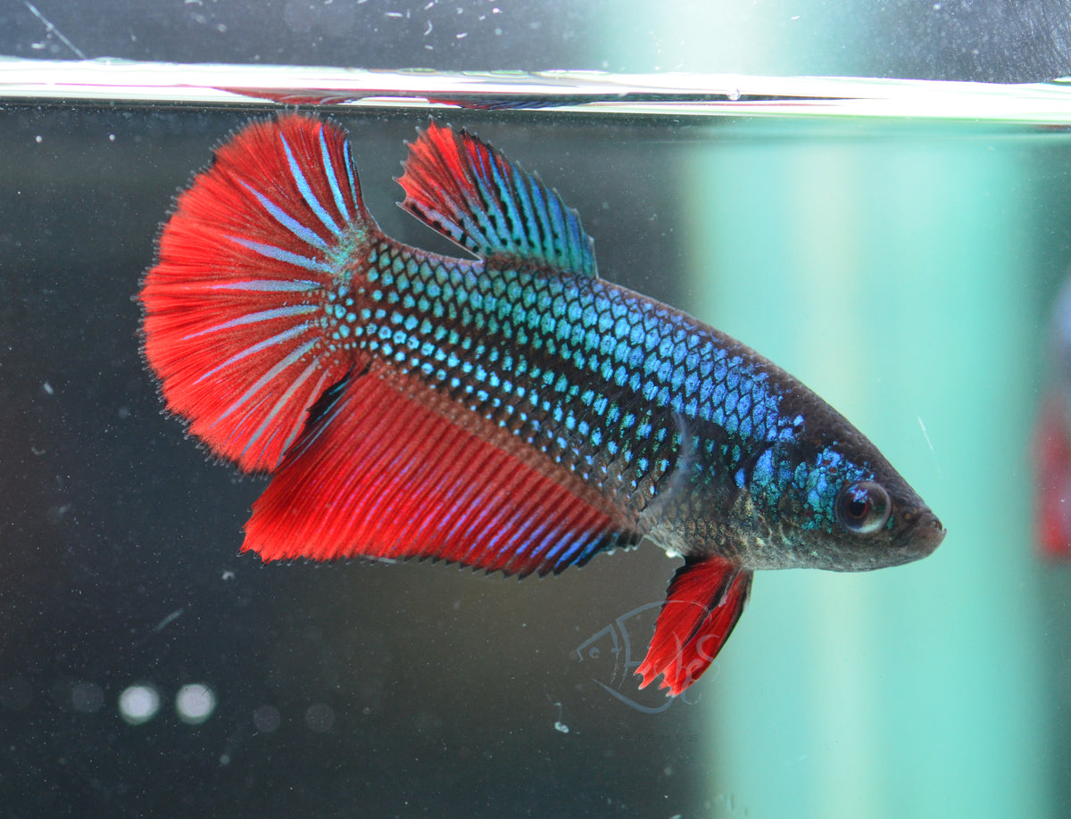 Bicolour Halfmoon Female