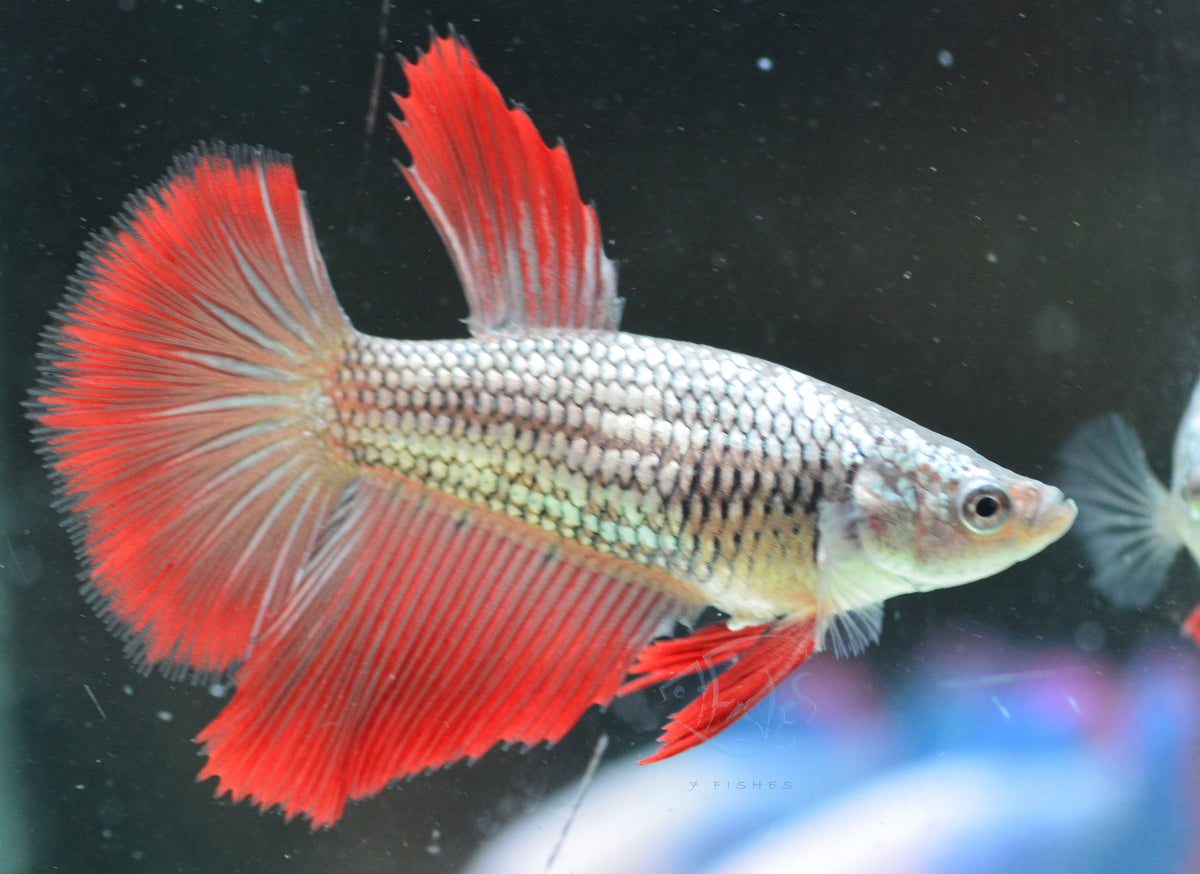 Copper Red Halfmoon Female