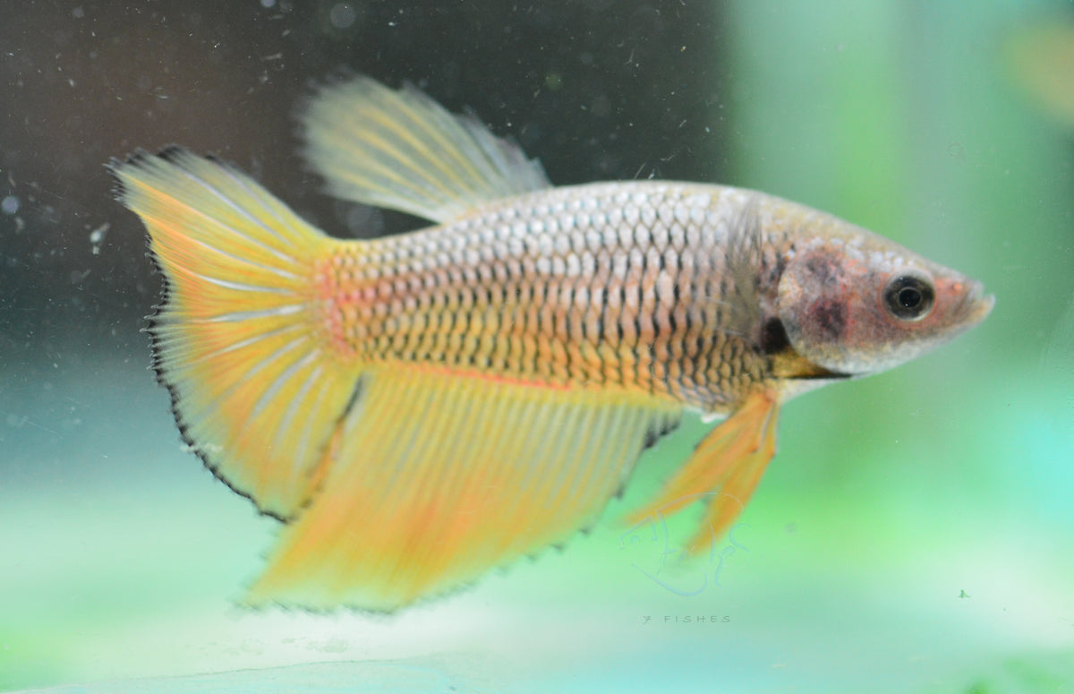 Pineapple Halfmoon Female