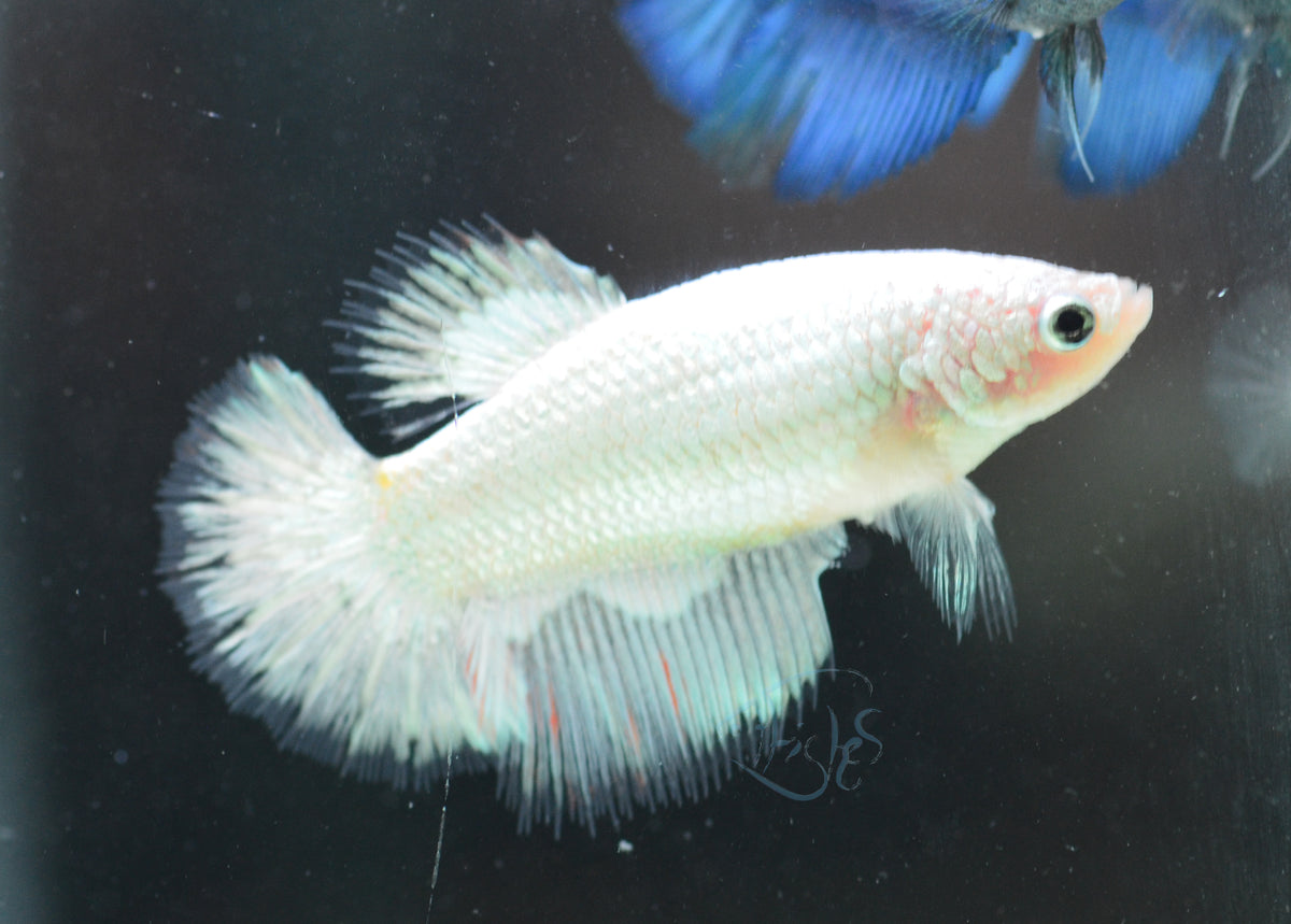 Opal Halfmoon Female