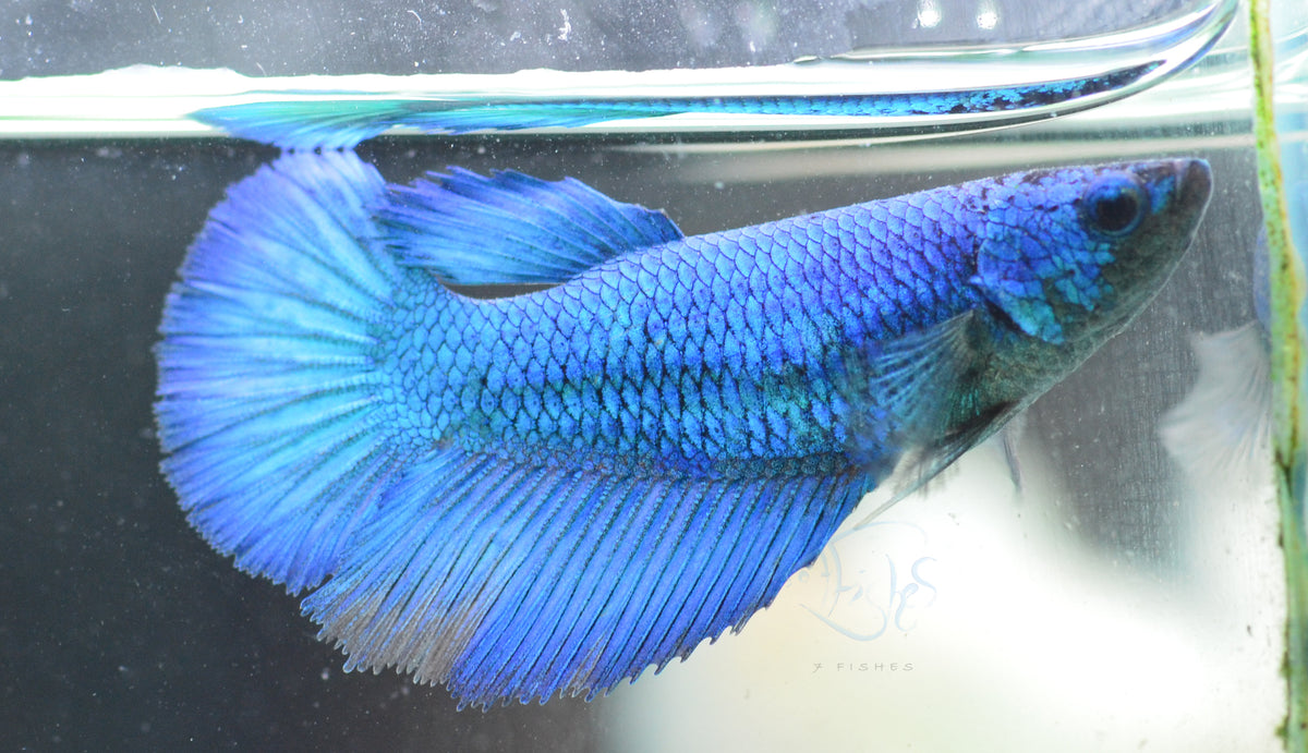 Blue Halfmoon Female
