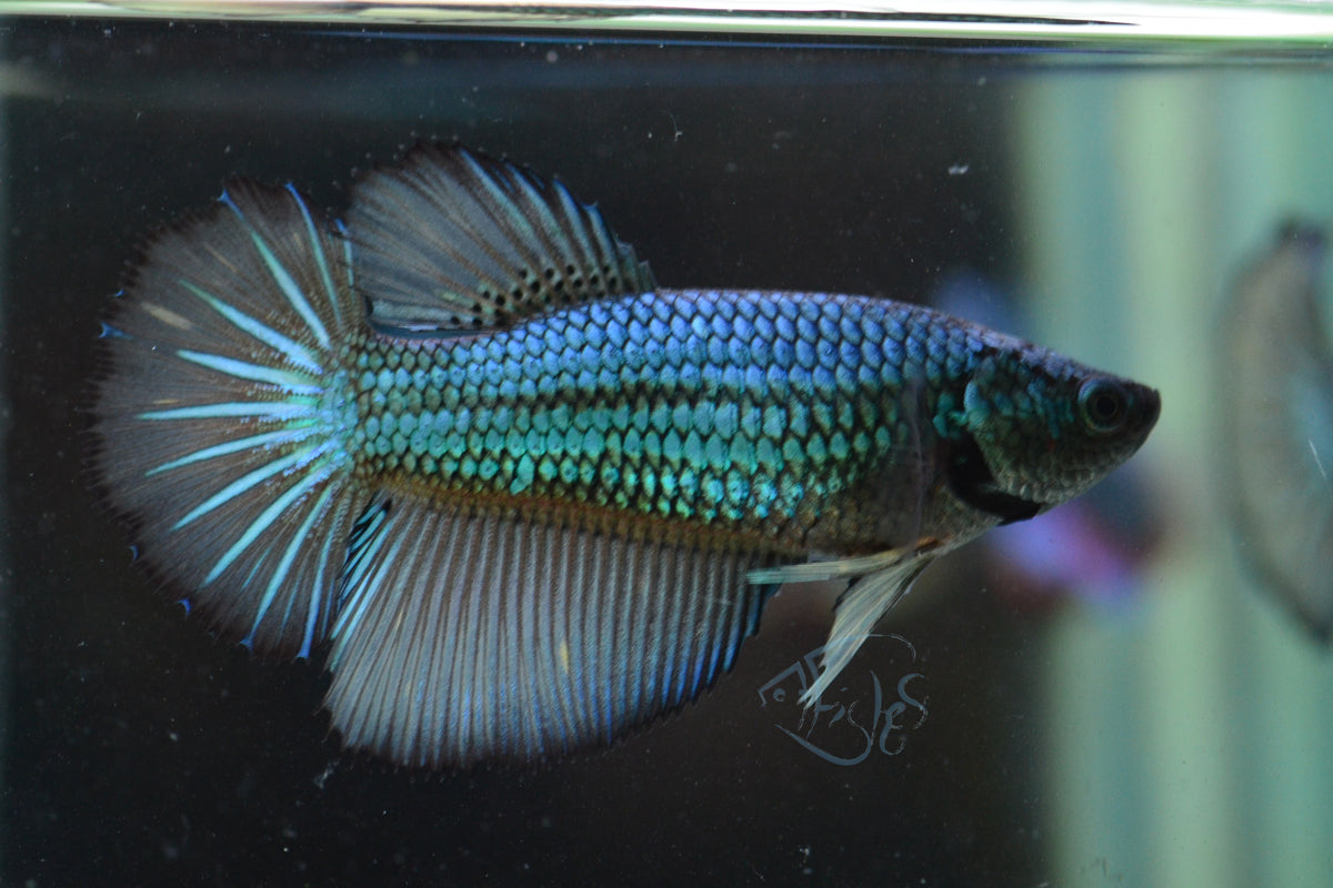 Black Turquoise Halfmoon Female