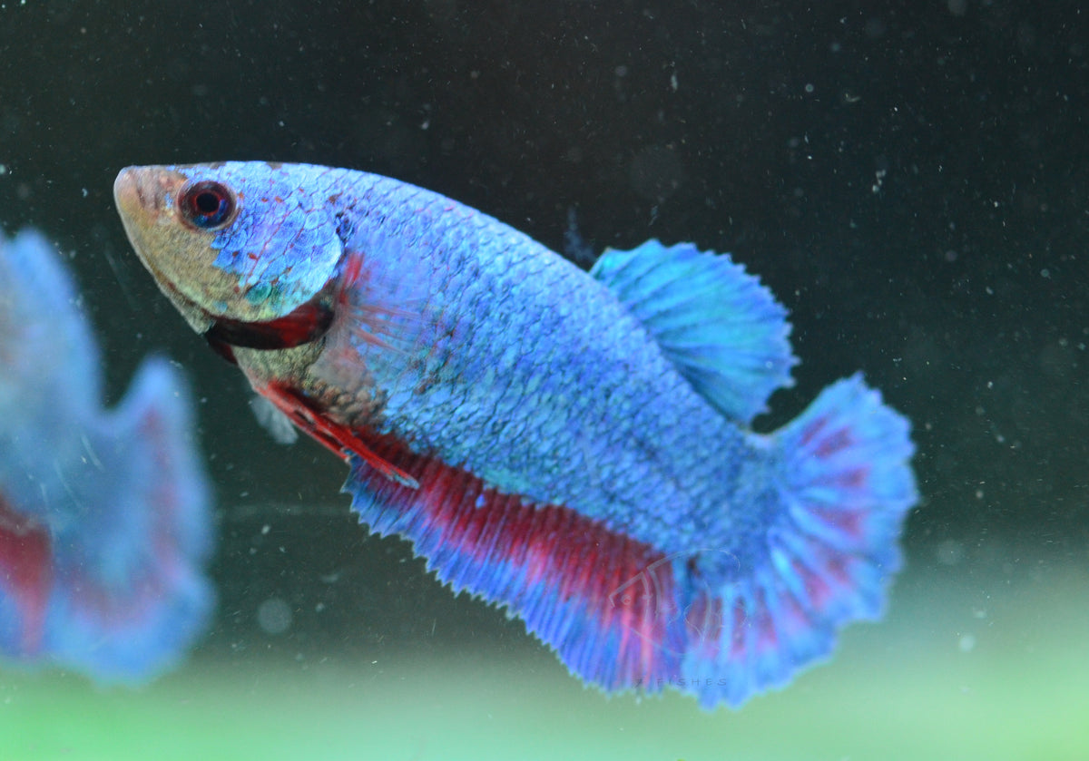 Bicolour Halfmoon Female