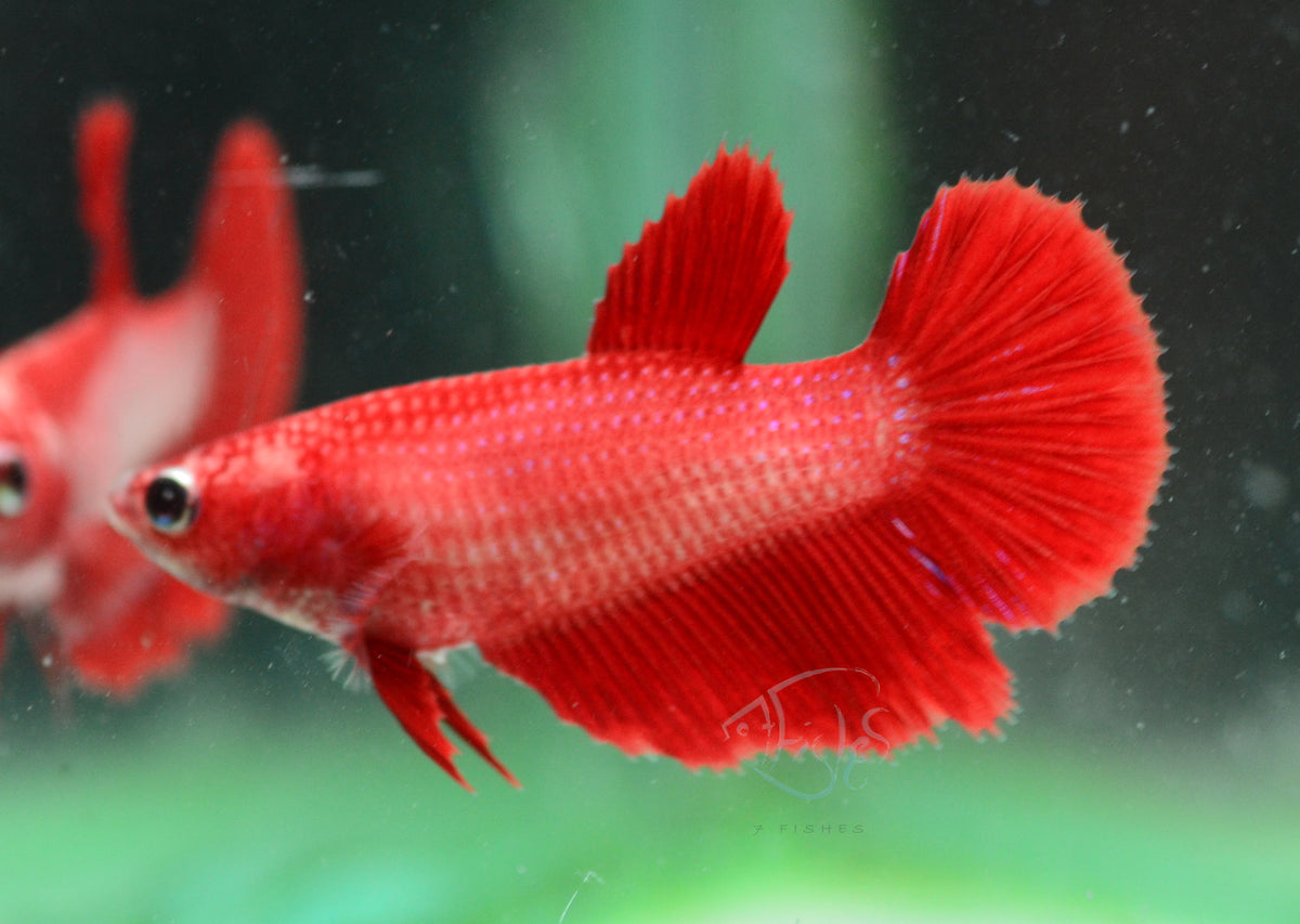 Red Halfmoon Female