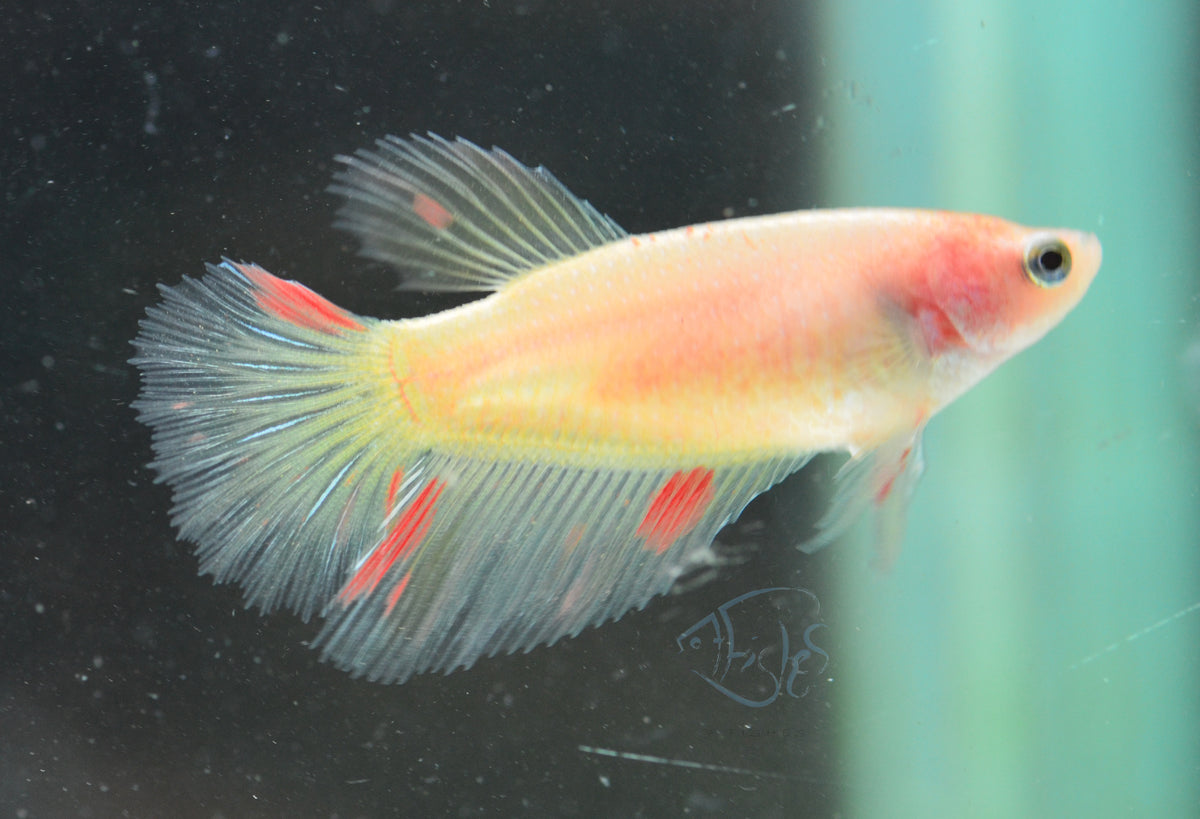 Vanda Halfmoon Female