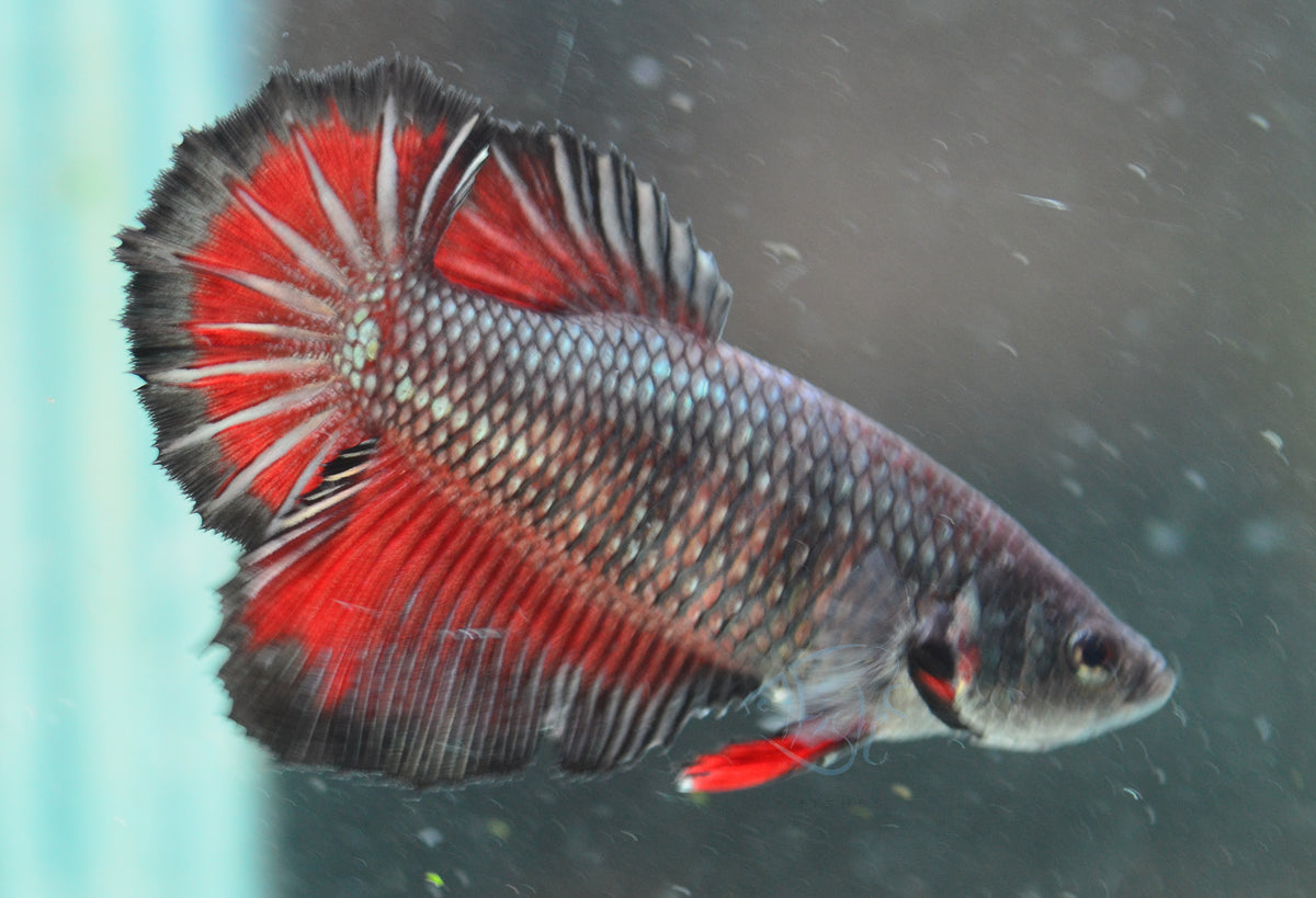 Black Bicolour Halfmoon Female