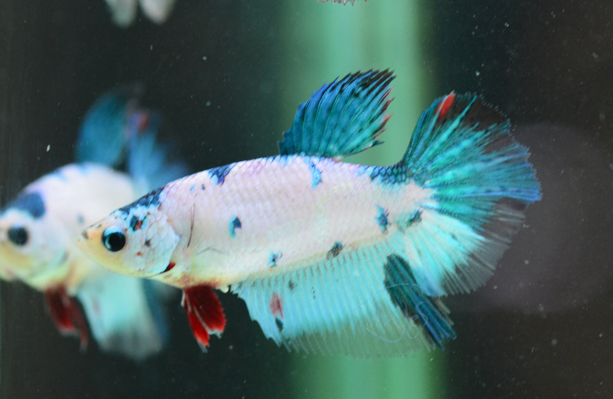 Blue Dalmatian Halfmoon Female