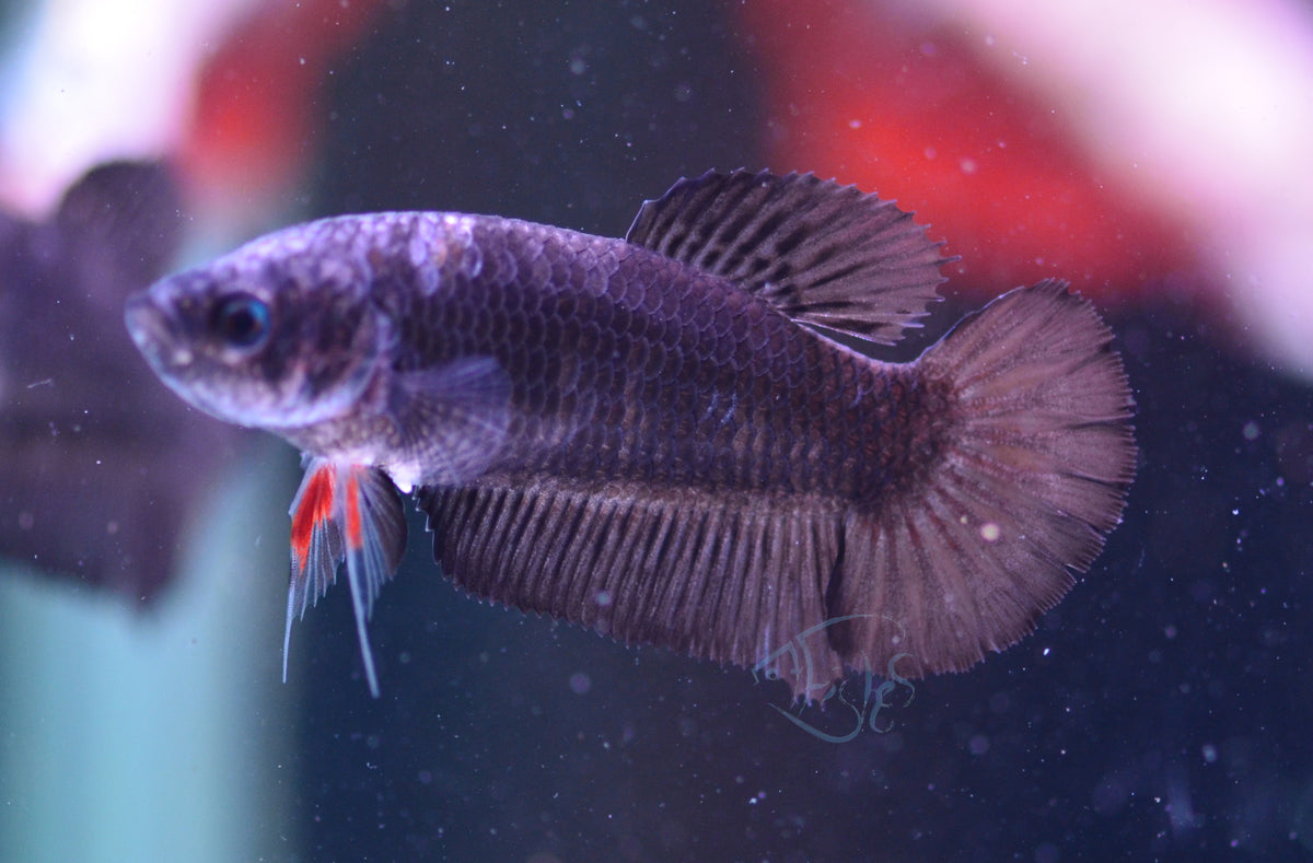 Black HMPK Female