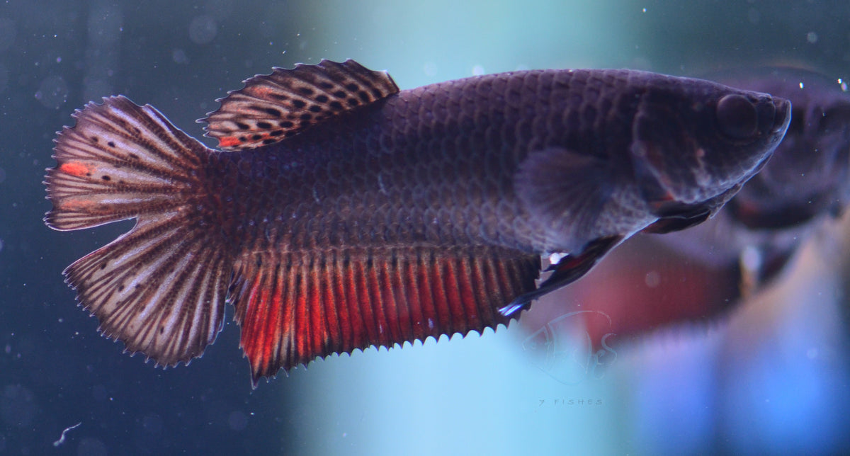 Black HMPK Female