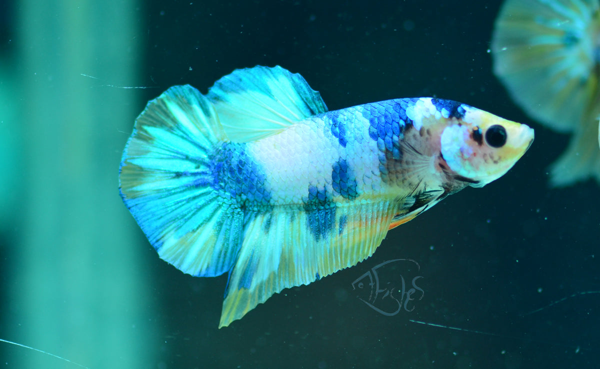 Yellow Galaxy HMPK Male