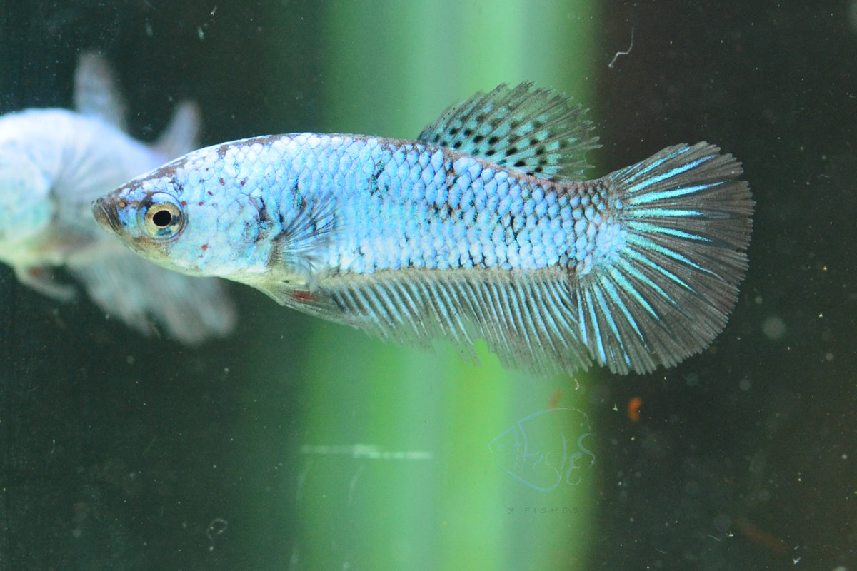 Blue Black Dragonscale Plakat Female