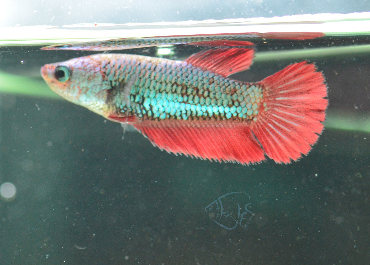 Turquoise Dragonscale Plakat Female