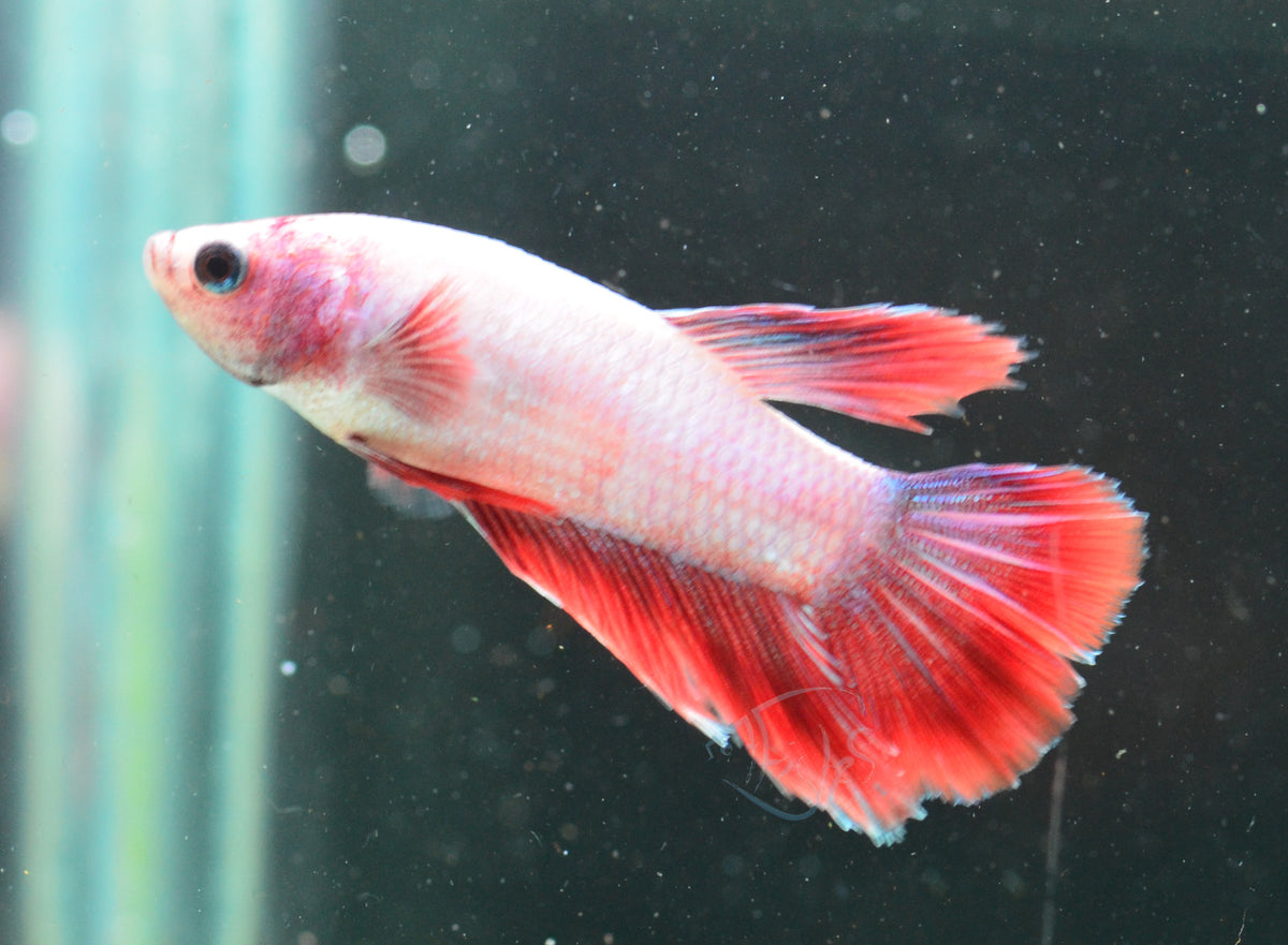 Pink Halfmoon Female