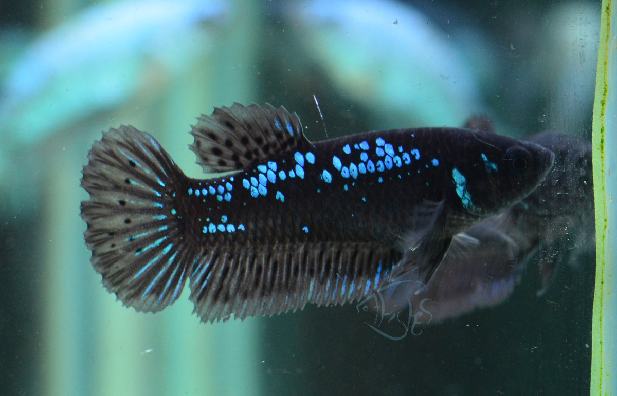 Black Fancy Plakat Female