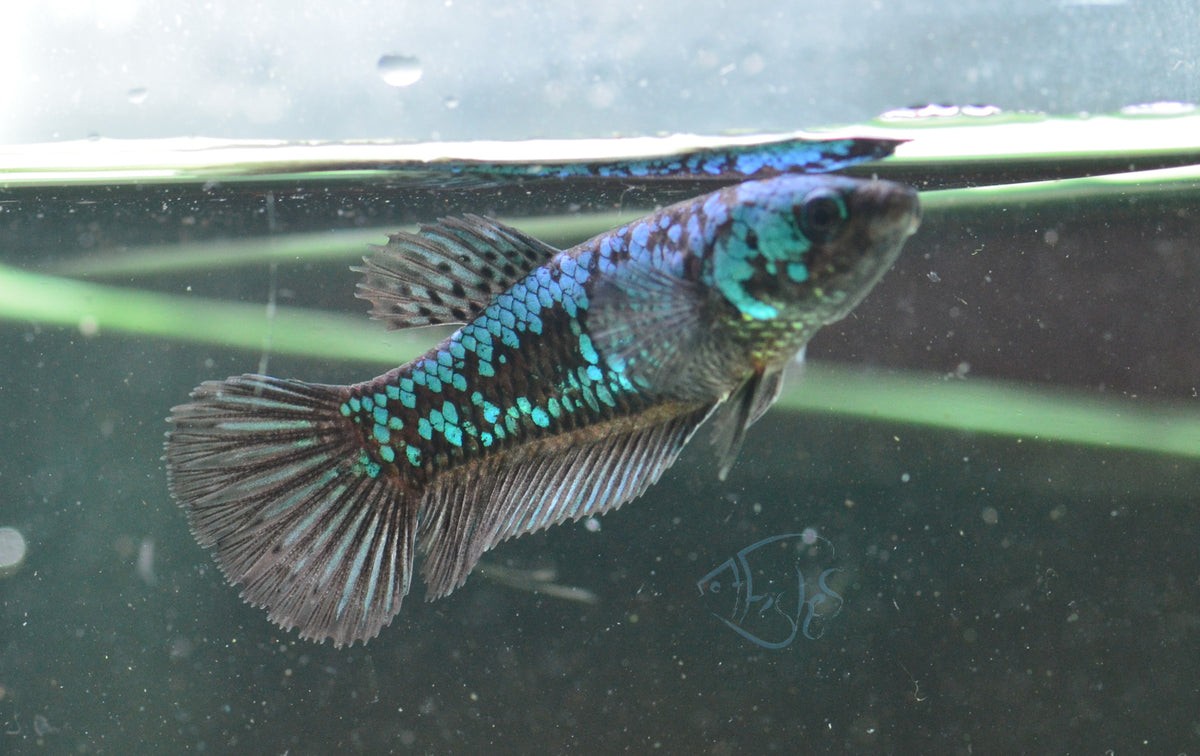 Black Fancy Plakat Female