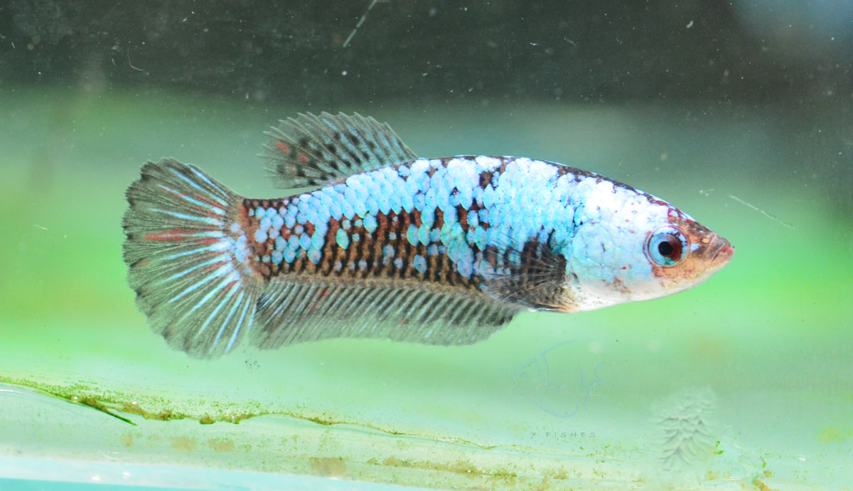 Black Fancy Plakat Female